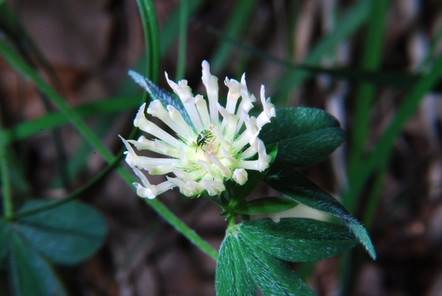 Leguminosa - Trifolium ochroleucum